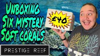 Unboxing 6 Mystery Corals from Prestige Reef