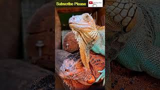 #014   Iguana   Pets    #shorts #trending #viral  @techdarsh