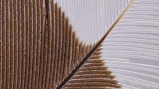 Rare feather from huia bird comes to auction - StuffNZ