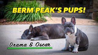 A day in the life of Berm Peak’s French Bulldogs, Drama & Oscar