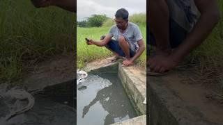 Amazing viral Fish Catchined #Fish hunting #viral #shorts