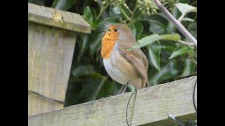 Robin chatting!