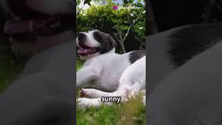 Why Do Dogs Love Rolling in the Grass?