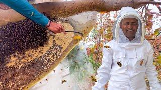 100 KG Organic Wild Honey Harvesting | Biggest Honeycomb Harvesting in Forest | Village Food Secrets