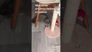 Мой котик играется любимой игрушкой 