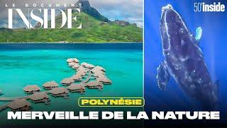 Polynésie, un paradis bleu | 50’Inside | Le Doc d'Inside