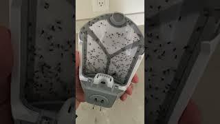 Zevo flying insect trap 30 day review