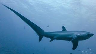 THRESHER SHARKS KILL PREY WITH TAIL