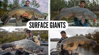 River Monsters: Murray Cod Surface Fishing Compilation!