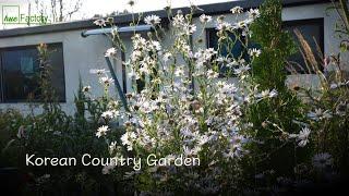 찬란한 늦가을 시골정원/튤립, 수선화 심고, 꽃 자리 옮겼어요/Beautiful Korean November garden/Gardening tips/정원가꾸기