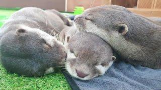 Let me introduce the otter family. Thank you for 200K Subs