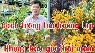 Săn được bụi lan hoàng lạp cực khủng, cách trồng lan hoàng lạp không bao giờ thối mầm non