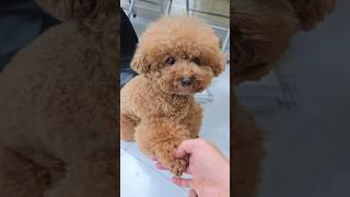 Chestnut has a sore hand | Mrs. Chestnut's Confession #shorts #doglover #poodle