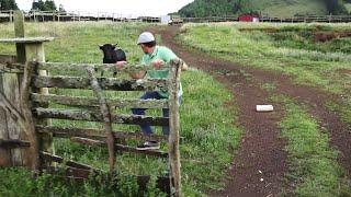 FP Bulls - Ir Buscar o Touro 33 - (Go Get Bull 33 For A Bullfight) - Terceira Island - Azores