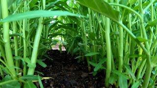 Low cost way to grow water spinach | Water spinach second bud care