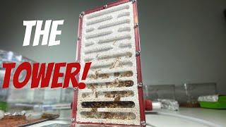 The Best Ant Farm You Can Buy!