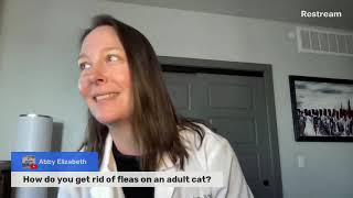 How do you get rid of fleas on an adult cat? (A Vet Explains)