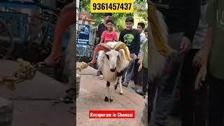 bakrid goat in tamil in Chennai royapuram #youtubechannel #inchennai #ytshorts #shortvideo