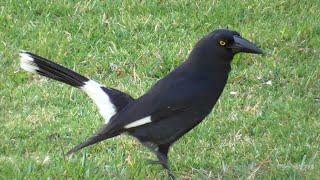 Pied currawong - Strepera graculina