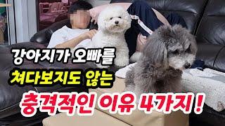 눈맞춤 안하는 강아지, 이유가 있나요? 【feat 강아지가 눈을 피하는 것 같아요│강아지행동언어│짱아까미】