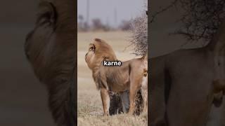 शेर की दहाड़। #animalsvideo #जनवर #animals #trendingshorts #wildanimals #wildlife #jungel