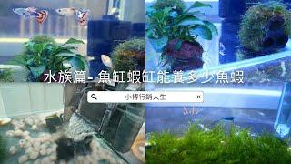 #魚缸、 #蝦缸 尺寸大小 和 魚蝦量的計算方法，我倒底能養幾隻魚幾隻蝦?