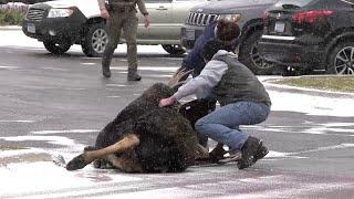 A wandering moose was captured in Bozeman