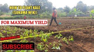 Vegetable Farming | How to plant sukuma wiki (Kale) | Farm life