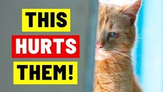 These Everyday Things HURT Your Cat's Feelings!