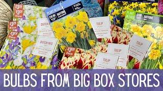 Comparing Flower Bulbs From Big Box Stores  || Fall Planted Bulbs || Plant Haul 2023