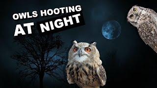 Owls hooting at night. 8 hours of owl sounds *hoot* *hoot*