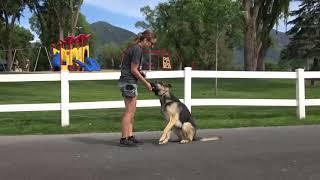 Jack a German Shepherd after our dog training boot camp