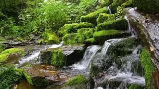 Magical Forest Sounds, Birds Singing, Stream Sounds