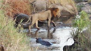 LIONS test a HIPPO  