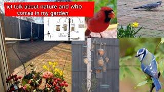 | Daily life UK vlogs/birds watching in my garden