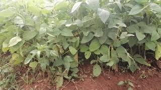 DOALNARA KENYA ORGANICS/기농 콩재배/Organic Soybean Cultivation