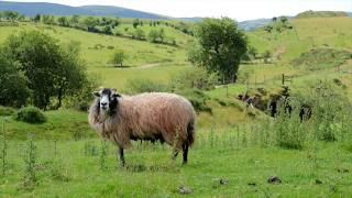 Folk Music from the Lake District with Steve Wharton