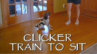 Clicker Train Your Puppy To Sit - Part 1 - Upland Bird Dog Training