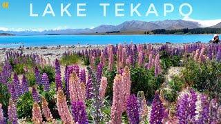 Lake Tekapo Village Walking Tour Nov 2023 4K | Lupin in Bloom | South Island New Zealand Summer Walk