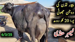 Puire luddan ki dojan jhoti 20 kilo dhoodh for sel in gamber mandi|Earn from buffalo