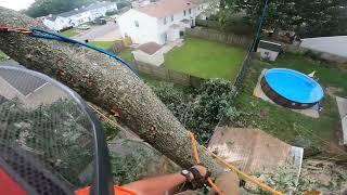 Removing a MASSIVE oak for a friend (Part 2)