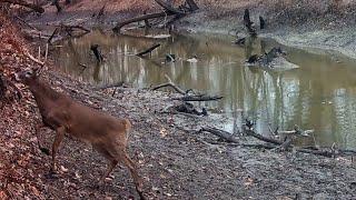 WHITETAIL DEER  RUT,  BIG BUCKS, DEER SWIM FLOODED CREEK, BOBCATS, EAGLES, COYOTES, WOOD DUCKS.