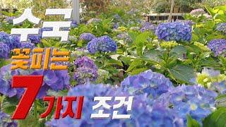 수국 꽃 피우는 7가지 방법  수국 꽃 안피는 이유!  hydrangea blooming