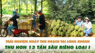 Theo Chân Nông Dân Long Khánh Thu Hoạch Sầu Riêng Chuẩn Cơm Vàng - Được Giá Vụ mùa 2025!