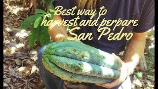 The Best Way to Prepare San Pedro