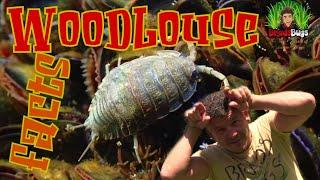 Woodlouse or Woodlice or Pill Bugs or Rolly Polly or.......