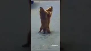 #dancevideo #funny #funmachine #blast #dance #animals #couple #couplegoals