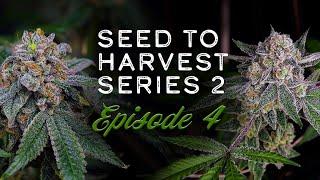 Full Flower & Harvest: Square 1 Genetics Kush Babies & Old Family Purp