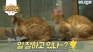 Bodyguard cats protect the restaurant owner all the time