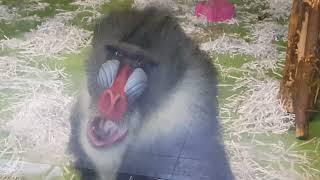 A male of mandrill